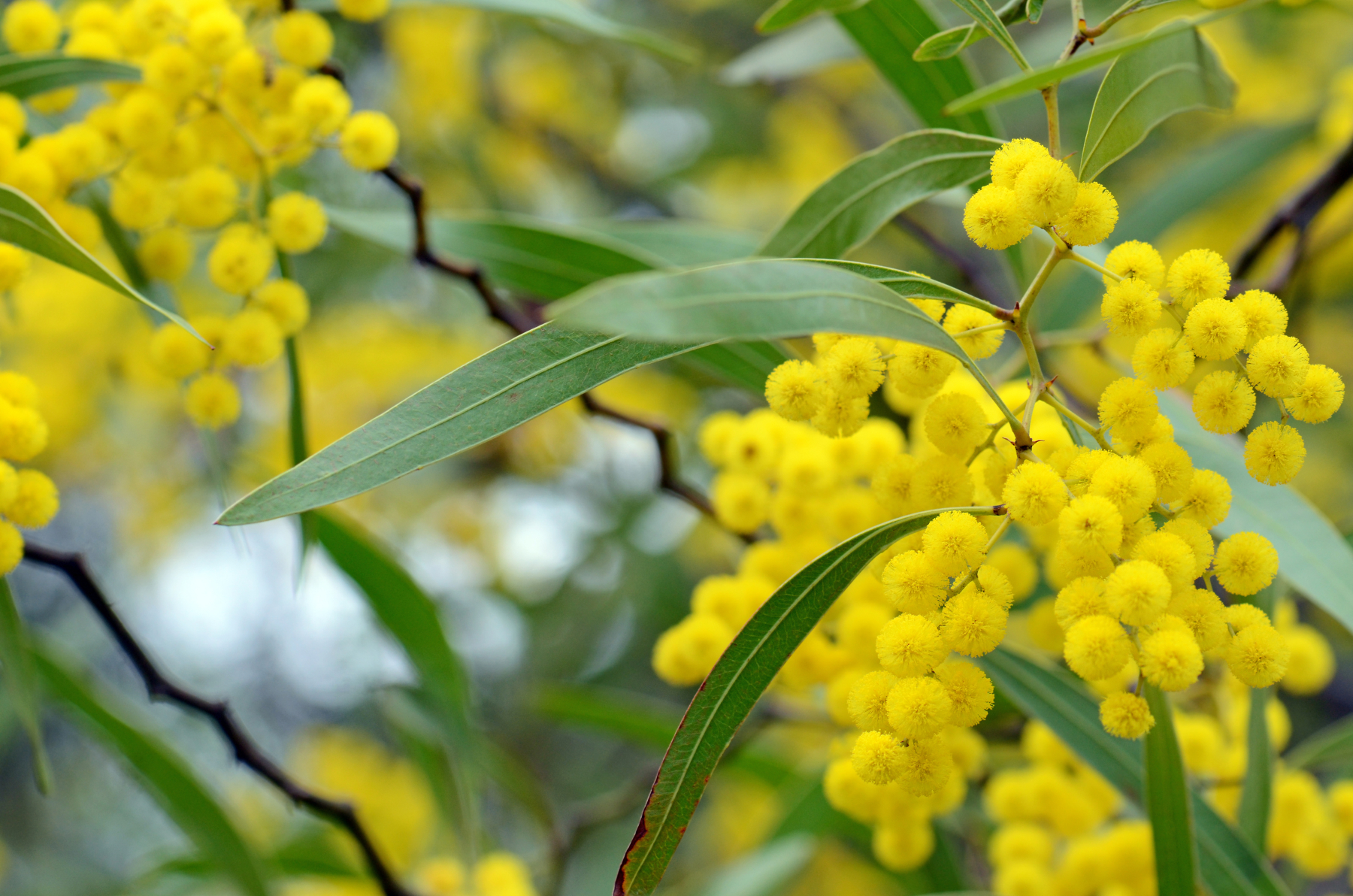 Le mimosa en parfum une matière première lumineuse par Mademoiselle Parfumette
