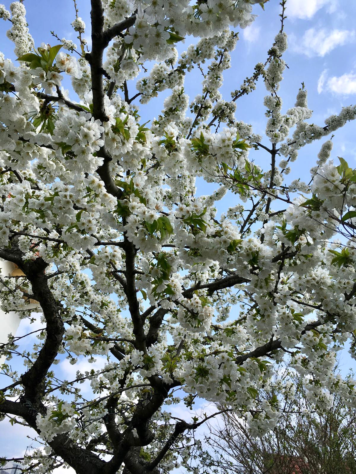 Changement heure été - Cerisier en fleurs