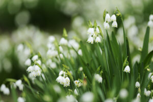 Muguet, jolie fleur de mai