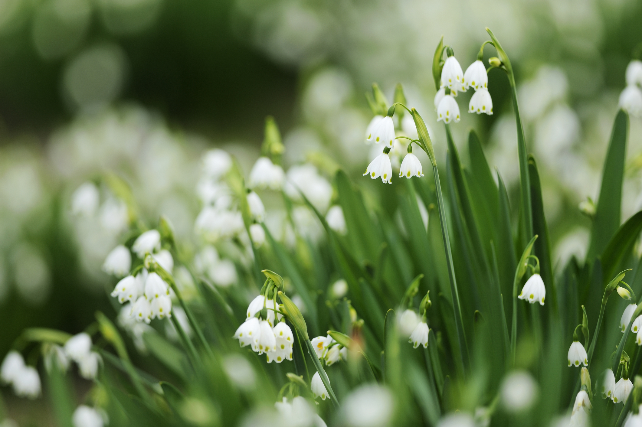Muguet, jolie fleur de mai