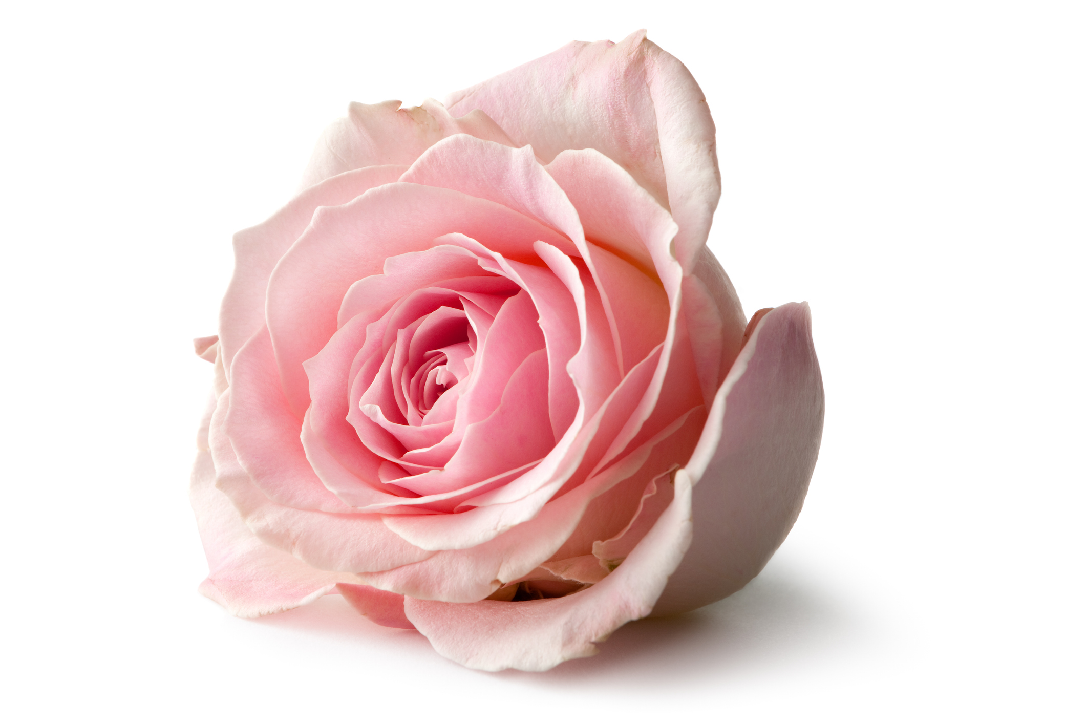 La rose en parfumerie : réinventer une matière classique