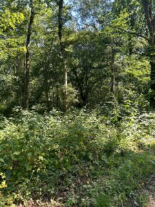 Le sous-bois : fraîcheur, ombre et respiration verte. Sous-bois forestier : lumière filtrée entre les arbres, mousse verte, feuilles humides et écorces mousseuses