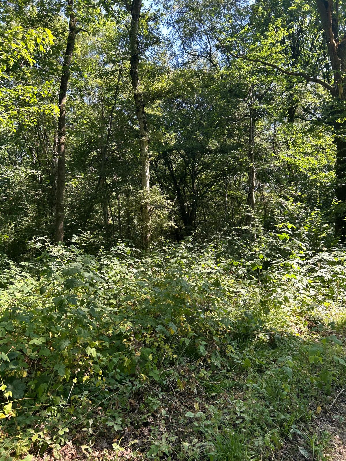 Le sous-bois : fraîcheur, ombre et respiration verte. Sous-bois forestier : lumière filtrée entre les arbres, mousse verte, feuilles humides et écorces mousseuses